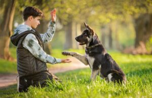 Brain Training for Dogs U.S. Dog Intelligence Training Course